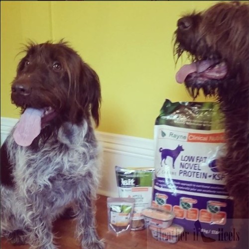 Rayne Whole Food Dog Treat Review & Giveaway